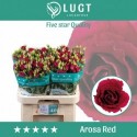 lysianthus AROSA RED 992 - .