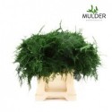 ASP SETACEUS 1E VEREN 100 - Asparagus Mulder