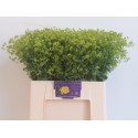 Alchemilla m Robustica - RCQ de Groot-Nw'hout