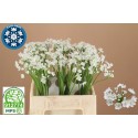 Allium Neapolitanum 'flocon' - Lise Oudshoorn