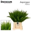 Asp myers - Decorum Valk Groenesier