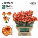 œillet gros DIEGO - Divine Flowers