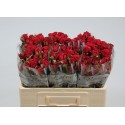 R branchue mirabel rouge - Lafto Roses -...