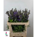 Aconitum 80cm 997 - Mts. van der Linden & Zn