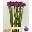 Allium gladiator bleu 90 - Van Hage