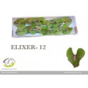 anthurium ELIXER - Anthogether Spek Flowers