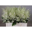 Ast Washington 60cm - Lovely Astilbe Rutgrink