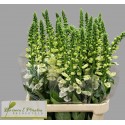 Digitalis purpurea 'Camelot blanc' - 100cm...