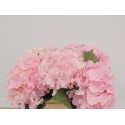 hortensia M CH VERENA - Steejo