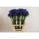 Agapanthus uri - African Roots BV
