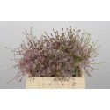 Allium schubertii - Rijn, Mw Y.T.M. van