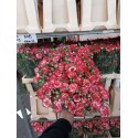 œillet mini MINUETTO ITALY (BIG) - .
