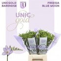 freesia BLUE MOON - UNICGOLD Mol Freesia