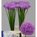 Allium gladiator bleu - Hkw. R. Beentjes