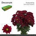 deco MEXICANO - Decorum van Dijk Flowers