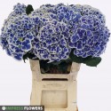 hortensia Beau dali 60cm - Impress Flowers