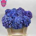 hortensia Pimpernel vers 50 - Vollering...