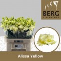 lysianthus G ALISSA YELLOW - Berglisianthus