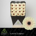 gerbera ECLAIR - .