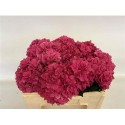 hortensia M GLOWING ALPS - Spronk