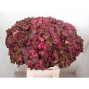 hortensia M MAG CHOCOLATE - Spronk
