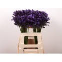 Agapanthus Everpanthus Poppin' Star -...