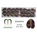 anthurium showtime x 16 - AnthurMiddendorp