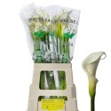 ARUM Colombe 70cm - Kwekerij van Vliet VOF