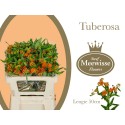 ASCLEPIA tuberosa 50 - Steef Meewisse Flowers