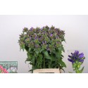 Campanula glomerata dahurica 70 - Q.P. de...