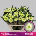CHR G ZEMBLA LIME - Zentoo