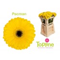 germini Pacman - Topline Gerbera