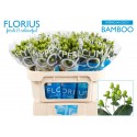Hypericum Coco Bamboo vert DF - Florius BV