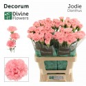 œillet gros Jodie rose - Divine Flowers