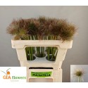 Pulsetilla bleu-Paars - Gia Flowers