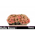 R branchue FANCY - Holla Roses BV