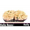 R branchue HOLLY - Holla Roses BV