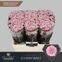 santini Ellison Sweet - VannoVa Master...