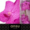 VANDA NI ROSY - Ansu