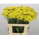 Achillea moonshine - FLITS