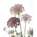 Daucus noir - Midi
