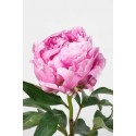 Pivoine Alex Fleming - Midi