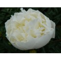 Pivoine Duchesse - Midi