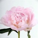 Pivoine Pecher - Midi