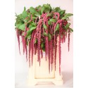 Amaranthus caudutus Red Cord - Johan...