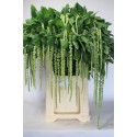 Amaranthus vert Cord - Johan Oudshoorn