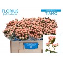 Hypericum Coco Tiamo LT - Florius BV