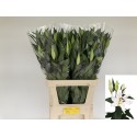 Lilium (Oriental Grp) 'helvetia blanc' -...