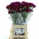 œillet gros Yukari Violet - Bellas Flores