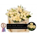R branchue Royal Pearl 50cm 1/2K - Paul...